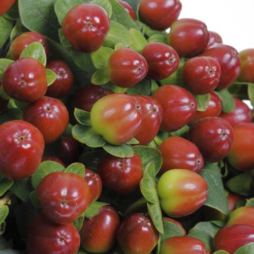 Hypericum braun/rot Season 60cm