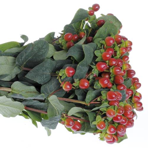 Hypericum braun/rot Season 60cm