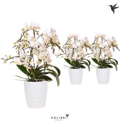 Phal.4-R Botanic im Honey Ker. T09 H40