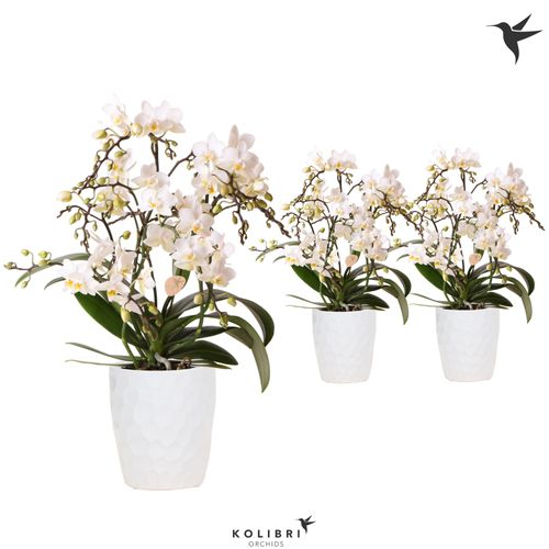 Phal.4-R Botanic im Honey Ker. T09 H40