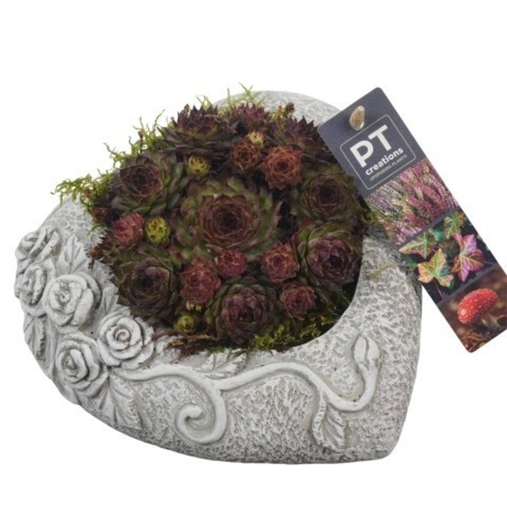 Garten.Arr PTAH8609 Allerheiligen T18 H013