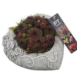 Garten.Arr PTAH8609 Allerheiligen T18 H013