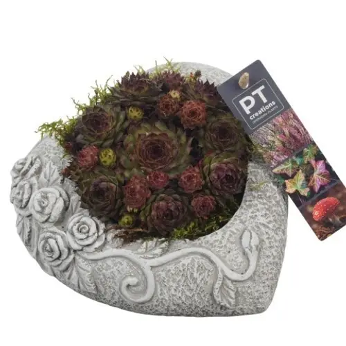 Garten.Arr PTAH8609 Allerheiligen T18 H013