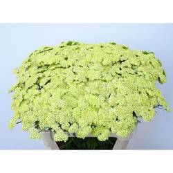 Achillea hell gelb 75cm