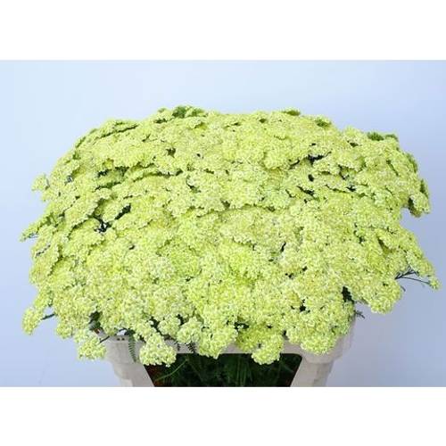 Achillea hell gelb 75cm