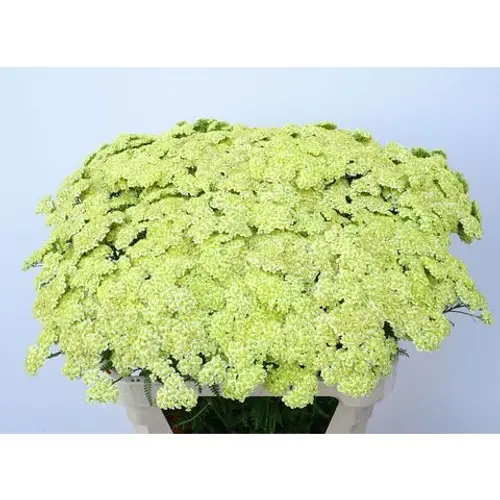 Achillea hell gelb 75cm