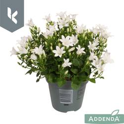 Campanula weiss Ambella White T10,5 H022