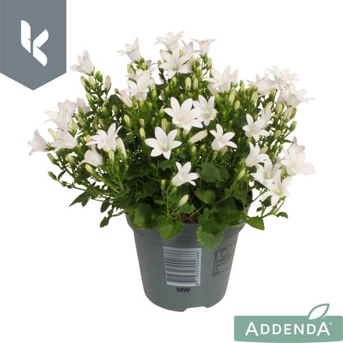 Campanula weiss Ambella White T10,5 H022