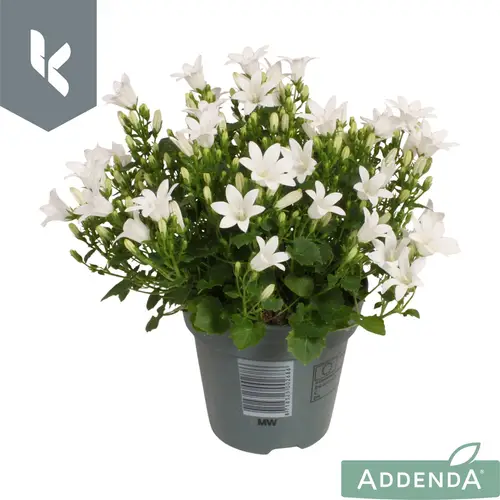 Campanula weiss Ambella White T10,5 H022