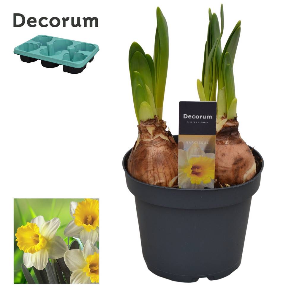 Narzisse 4er gelb Attraction T13 H020