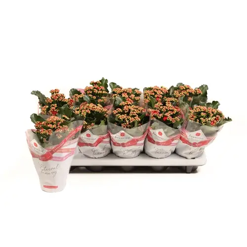 Kalanchoe Gef. rot T10,5 H022
