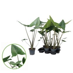 Alocasia Zebrina T17 H070