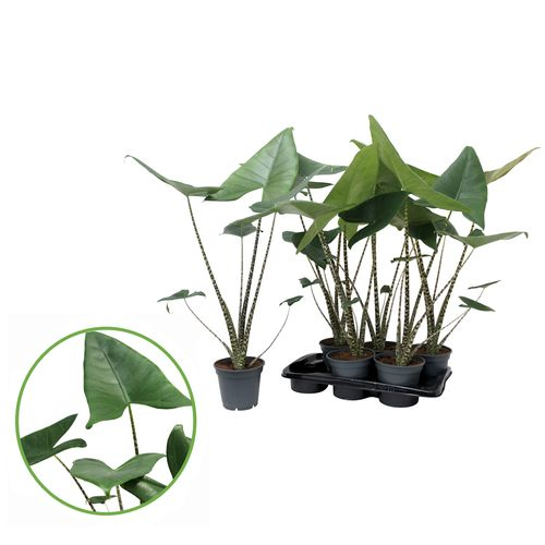 Alocasia Zebrina T17 H070