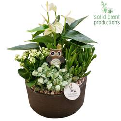 Anth.Arr AT004 Stella grau Herbst T22 H042