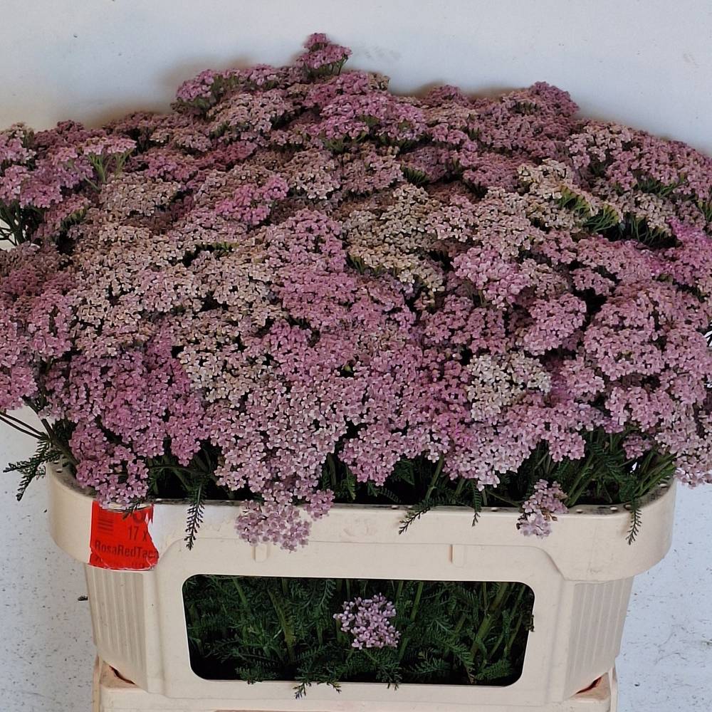 Achillea hell rosa Cindy 75cm