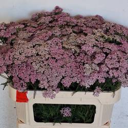 Achillea hell rosa Cindy 75cm