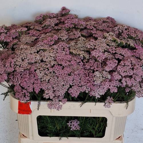 Achillea hell rosa Cindy 75cm