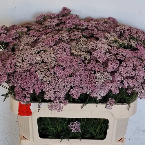 Achillea hell rosa Cindy 75cm
