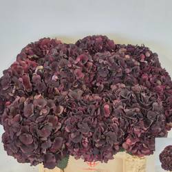Hortensie weinrot Dark Ruby classic Bol 19cm 60cm