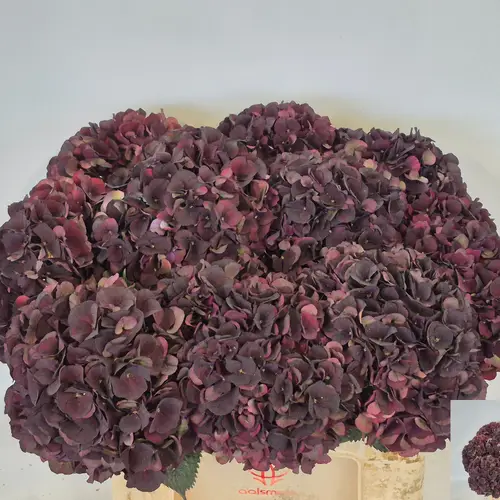 Hortensie weinrot Dark Ruby classic Bol 19cm 55cm