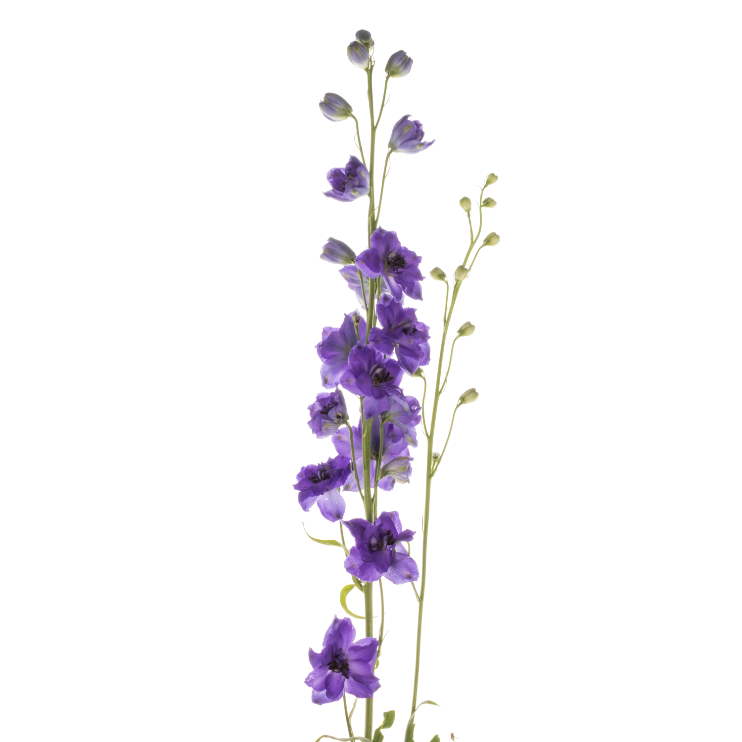 Delphinium dunkel blau Guus 70cm