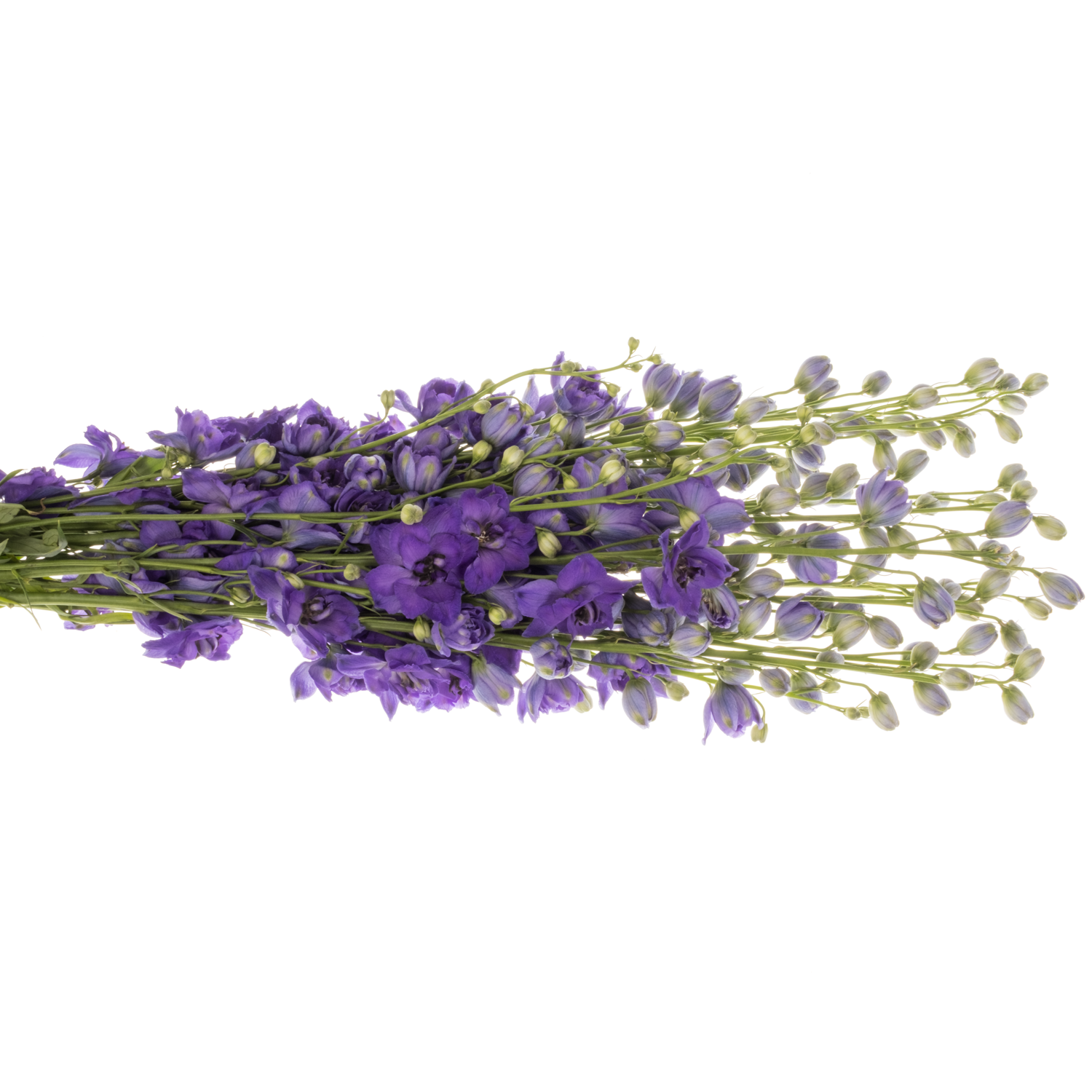 Delphinium dunkel blau Guus 70cm