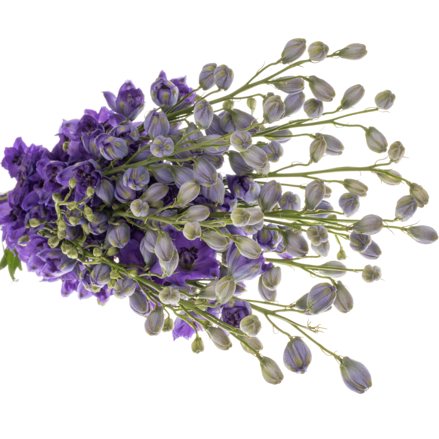 Delphinium dunkel blau Guus 70cm