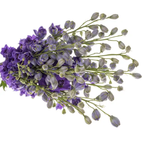 Delphinium dunkel blau Guus 70cm