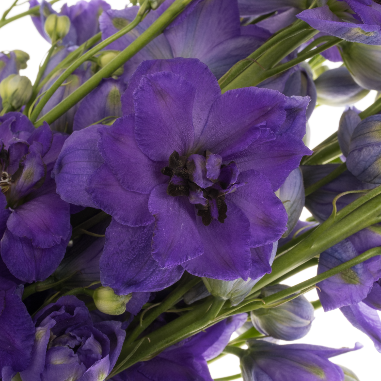 Delphinium dunkel blau Guus 70cm
