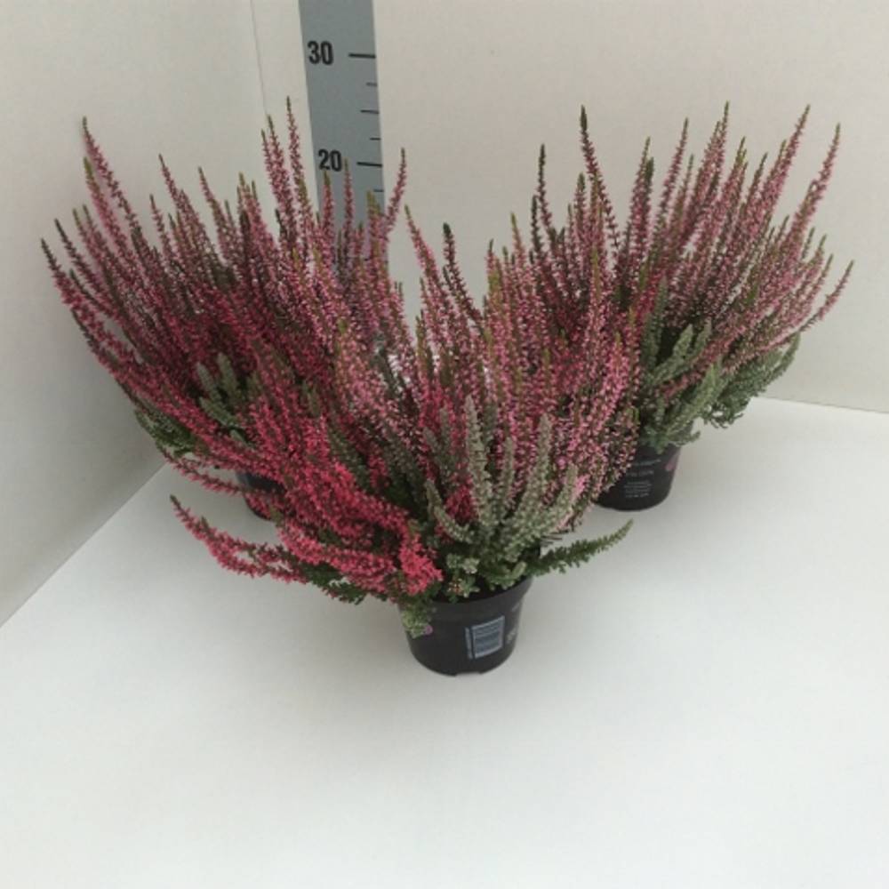 Calluna Gg Trio T11 H25 Sunlight