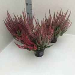 Calluna Gg Trio T11 H25 Sunlight