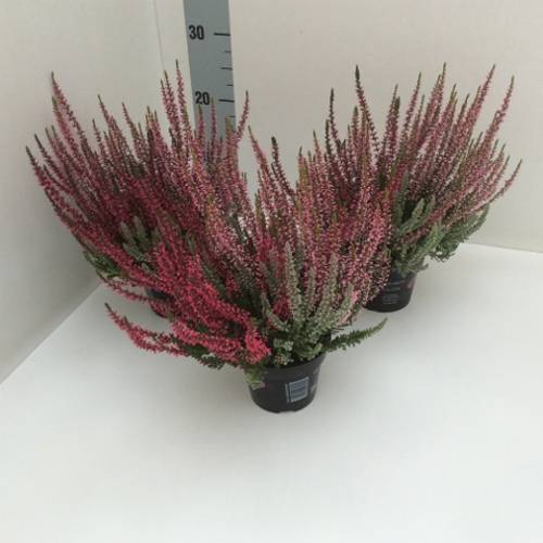 Calluna Gg Trio T11 H25 Sunlight