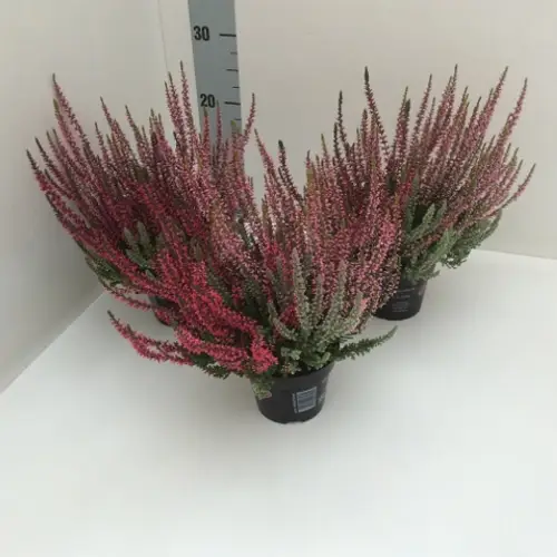Calluna Gg Trio T11 H25 Sunlight