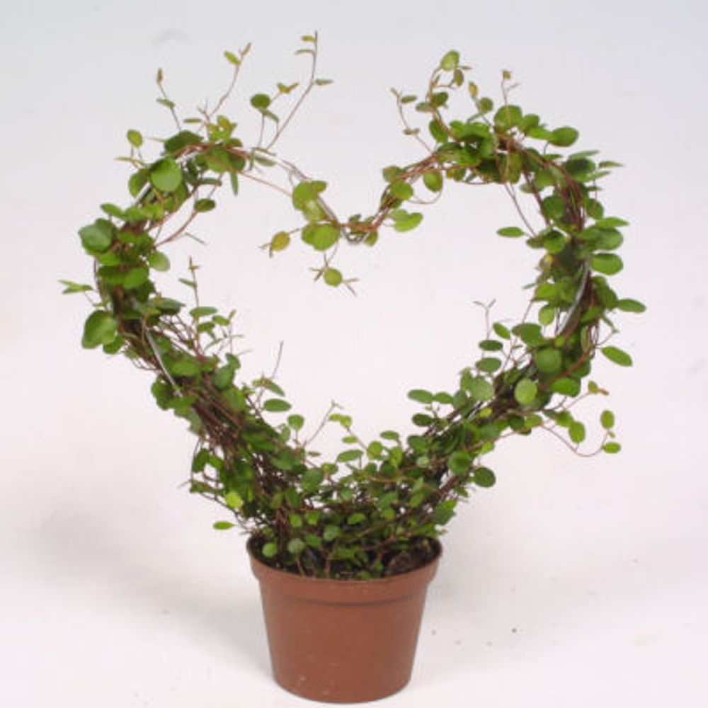 Mühlenbeckia T09 H25 Herzbogen