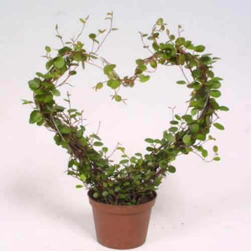 Mühlenbeckia T09 H25 Herzbogen