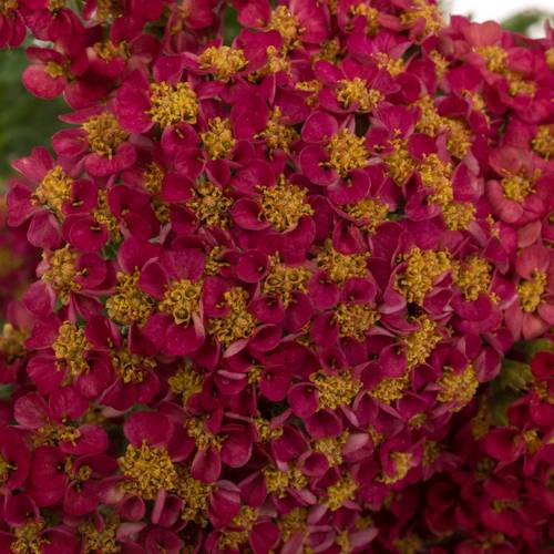 Achillea rot Taffy 50cm