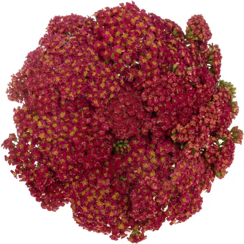 Achillea rot Taffy 55cm