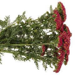 Achillea rot Taffy 50cm