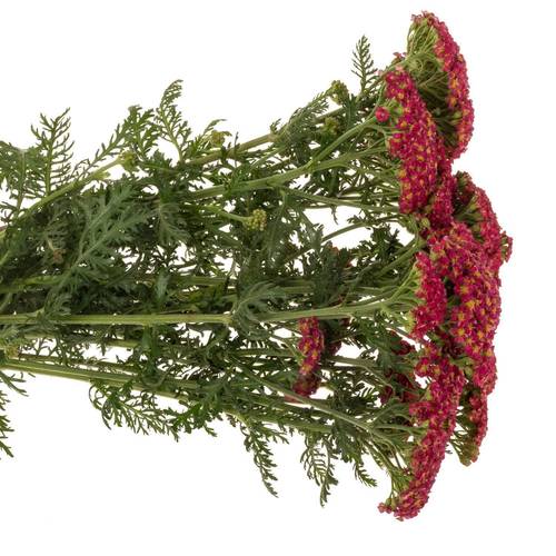 Achillea rot Taffy 50cm