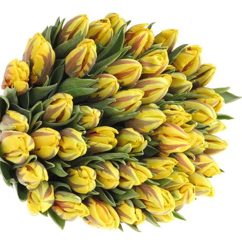 Tulpe gelb/rot Ravana 28 Gramm