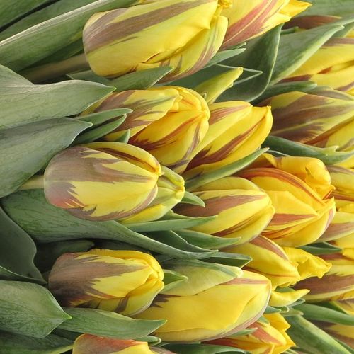Tulpe gelb/rot Ravana 28 Gramm