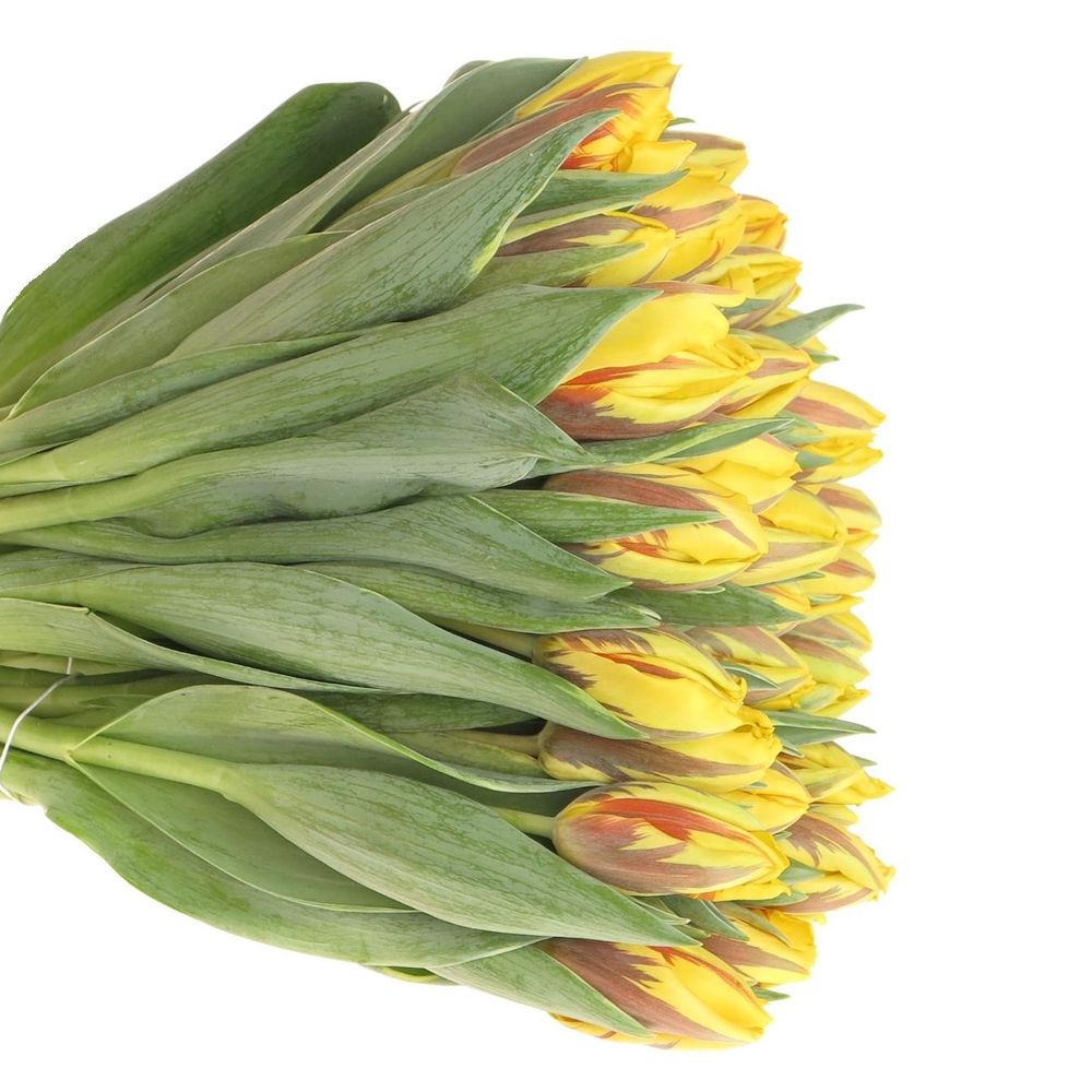 Tulpe gelb/rot Ravana 28 Gramm