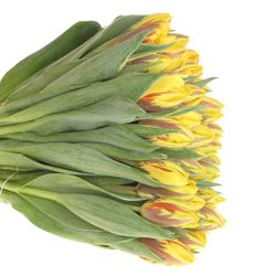 Tulpe gelb/rot Ravana 28 Gramm