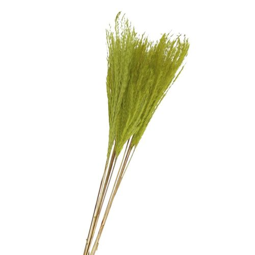 Trocken Silvergrass hellgrün L75m x10