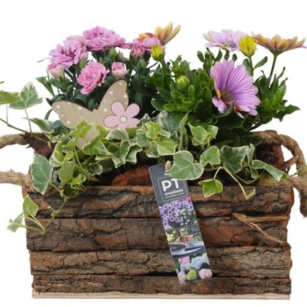 Garten.Arr PTPP6993 T24 H024