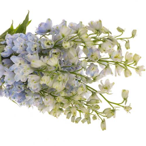 Delphinium blau/milka Guardian Lavender 110cm