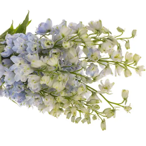 Delphinium blau/milka Guardian Lavender 110cm