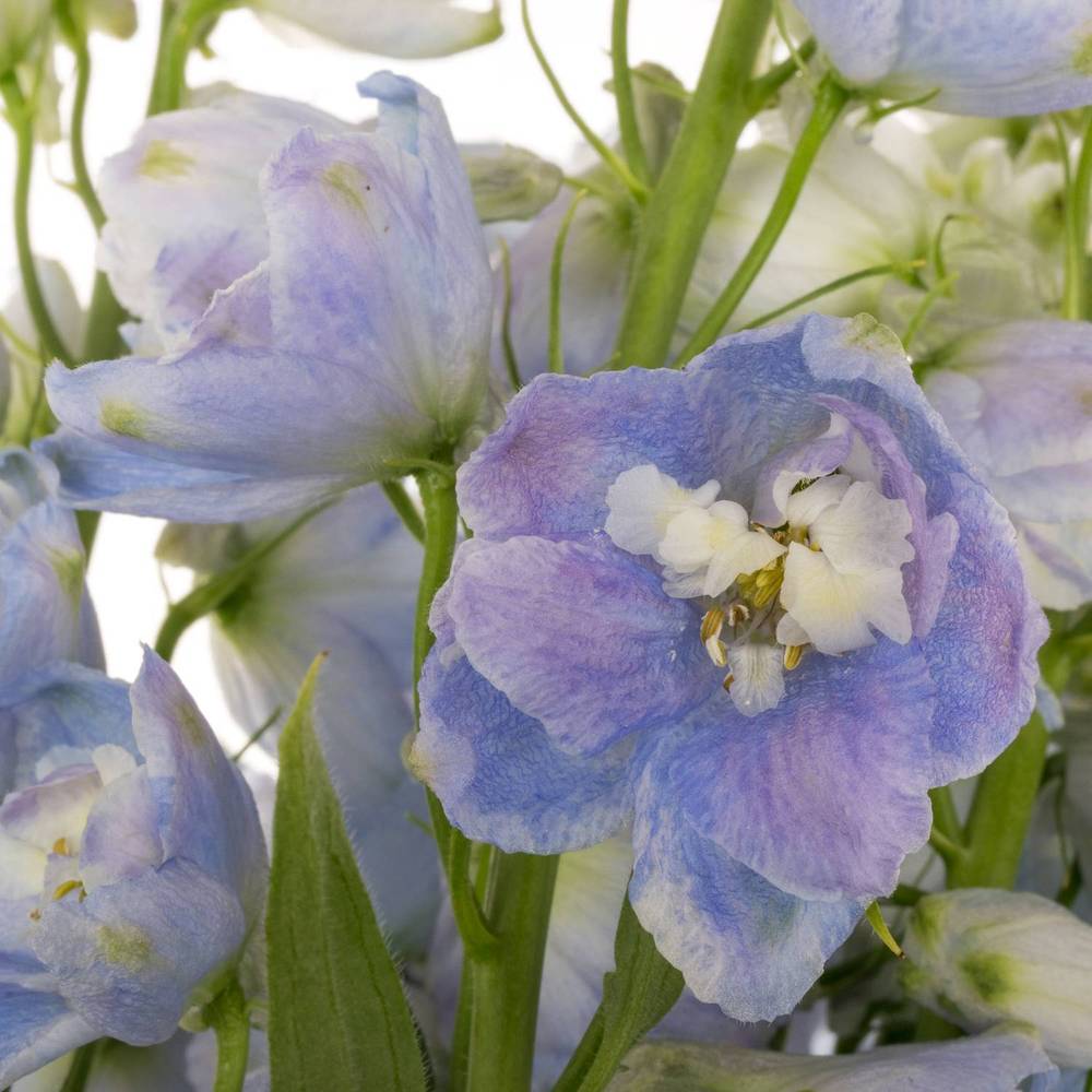 Delphinium blau/milka Guardian Lavender 110cm