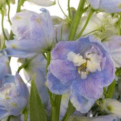 Delphinium blau/milka Guardian Lavender 110cm