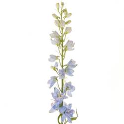 Delphinium blau/milka Guardian Lavender 110cm